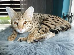 Breeding savannah cats and breeding high quality savannah cats are two completely different things. Breeding Savannah Cats Lovely Savannah