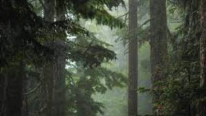 See more ideas about green aesthetic, green, aesthetic. Green Aesthetic On Tumblr