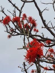 Image result for Erythrina abyssinica × lysistemon