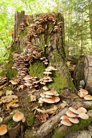 Maybe you would like to learn more about one of these? Mushrooms Growing On A Tree Stump In The Forest Near Marquette Michigan United States Of America Stock Photo Dissolve
