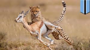 Prey Vs Predator The Best Way To Escape From A Lion Or Cheetah Tomonews Youtube Much of solis' work is inspired by his daughter. prey vs predator the best way to escape from a lion or cheetah tomonews