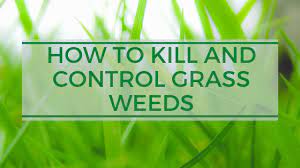 Instead, they fatally interrupt their growth process in some way to prevent the seed from getting all the way through the seed germination stage. How To Kill And Control Grass Weeds In My Garden Bioweed