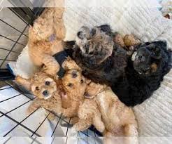 Cockapoo puppies for sale ready springtime 2021. View Ad Cavapoo Puppy For Sale Near California Manteca Usa Adn 216684