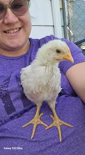 how to catch a rogue chicken after free ranging?