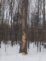 Pileated woodpeckers are large birds that can do a significant amount of damage to sapsuckers are birds that drill orderly rows of holes through the bark of trees. Woodpecker Damage Is Easy To Spot During The Winter