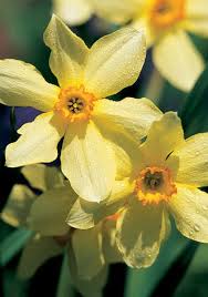Heirloom Fall Planted Bulbs Daffodil Bulbs Daffodils Spring Flowering Bulbs