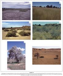 Image result for Sporobolus bechuanicus