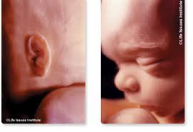 Con 22 semanas de embarazo, ya has entrado de lleno en tu quinto mes de embarazo. Semana 22 De Embarazo Planeta Mama