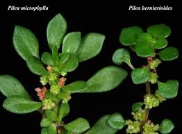 Image result for Pilea microphylla