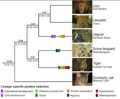 The Complex Evolution Of The Big Cats Why Evolution Is True