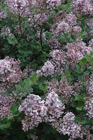 Image result for Syringa meyeri ´Palibin
