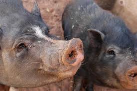 Pot Belly Pigs Best Friends Animal Society