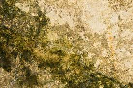 I also have a fan going but usually not directly on the plants because i'm afraid this will dry them out too quickly. Old Cement Wall With Green Fungus Mold Growing Stock Photo Picture And Royalty Free Image Image 15288308