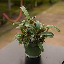 Image result for Cyanotis