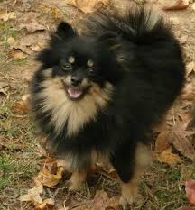 Cute Black And Brown Pomeranian Strong S Pups Poms Poodles Yorkies Pomeranian Dogs Black And Tan
