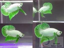 Due to their popularity, betta fish, (also commonly known as siamese fighting fish) have been selectively bred over many years to create a wide variety of different looking types of betta fish. Betta Fish Charmcitycreativedesigns