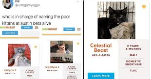 Work with our matchmakers and adoption counselors on what. Pet Shelter Gives Cats Insane Names So We Found Like 37 Good Ones Fail Blog Funny Fails