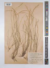 Image result for Aristida effusa