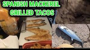 It's important to use a swivel behind the planer, to prevent line twist. Grilled Spanish Mackerel Taco Catch And Cook Youtube