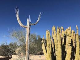 The saguaro cactus (carnegiea gigantea) is the largest cactus in the united states. Happy New Year 2019 Perennials And Spring Trials Are Approaching Having Trouble Viewing This E Mail Click Here To See It On The Web News And Commentary For The Perennial Market Growertalks Magazine Green Profit Magazine Thursday January 10