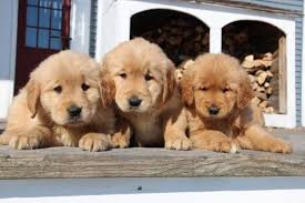 The golden retriever is a large sized, energetic breed, serving as efficient gun dogs used for retrieving waterfowl and game birds. Beautregistered Golden Retriever Puppies For Sale In West Cornwall Vermont Classified Americanlisted Com