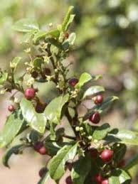 Image result for Rhamnus prinoides