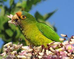 Twitter Periquitos Aves Pajaros