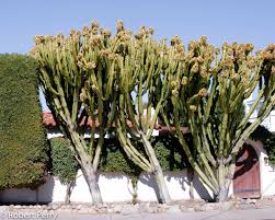 Image result for Euphorbia candelabrum
