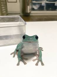 1 Twitter Cute Frogs Cute Animals Pet Frogs