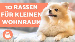 Nicht nur hunde, sondern haustiere im allgemeinen haben die eigenschaft, ursache für strenge gerüche in der wohnung zu sein. Hunde In Der Wohnung Halten 10 Geeignete Hunderassen Youtube