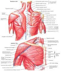 The clavicle (collarbone), the scapula (shoulder blade), and the humerus (upper arm bone) as well as associated muscles, ligaments and tendons. Human Shoulder Anatomy Koibana Info Shoulder Muscle Anatomy Shoulder Anatomy Muscle Diagram