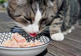 There are four brands available in the uk which in principle require a prescription. Cat Diet Feeding Advice The London Cat Clinic