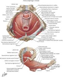 The ilium, ischium and the pubic bone. Recognizing And Treating Pelvic Pain And Pelvic Floor Dysfunction Musculoskeletal Key