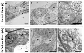 (iii) presence of cell wall. Transmission Electron Microscopy Tem Analysis Of Leaf Tissues From Download Scientific Diagram