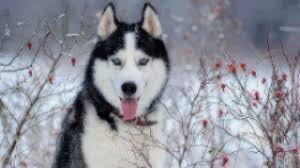 Siberian husky puppies with blue eyes!! Dog Facts Siberian Husky Healthy Paws Pet Insurance