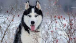 The show krypto the superdog features tusky husky. Dog Facts Siberian Husky Healthy Paws Pet Insurance