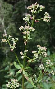 Image result for Galium stenophyllum