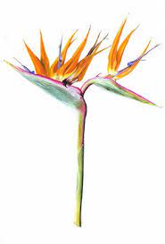 Strelitzie Regina Or Bird Of Paradise Flower Botanical Illustration Watercolour On Paper Made Du Flower Drawing Birds Of Paradise Flower Flower Illustration