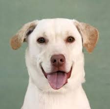 Over 2,500 animals receive medical care. Nashua Nh Labrador Retriever Meet Poppy A Dog For Adoption Pets Labrador Retriever Kitten Adoption