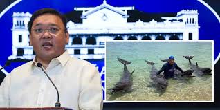 Presidential spokesperson, lawyer, former member of the house of representatives, former professor at the up college of law. Harry Roque Apologises For Viral Dolphin Photos