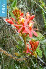 Image result for Corymborkis