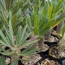 Image result for Monadenium pedunculatum