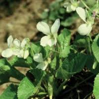 Image result for Violaceae