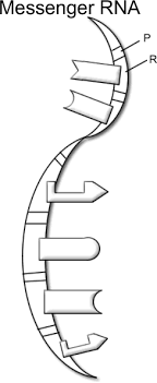 Luxury dna structure and replication worksheet answer key pics. Https Www Rsb Org Uk Images Pdf Dna Coloring Pdf