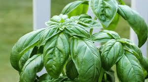 Maybe you would like to learn more about one of these? Why Are The Leaves Of My Basil Curling Read This Plantophiles