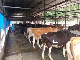 Invest in dairy farm in province 2