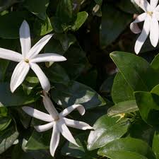Image result for Jasminum multipartitum