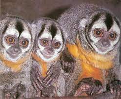 Types Of Monkeys Types Of Monkeys Pet Monkey Pet Birds