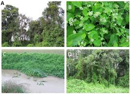 Image result for Mikania sp.