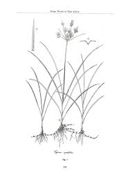 Image result for Cyperus rigidifolius